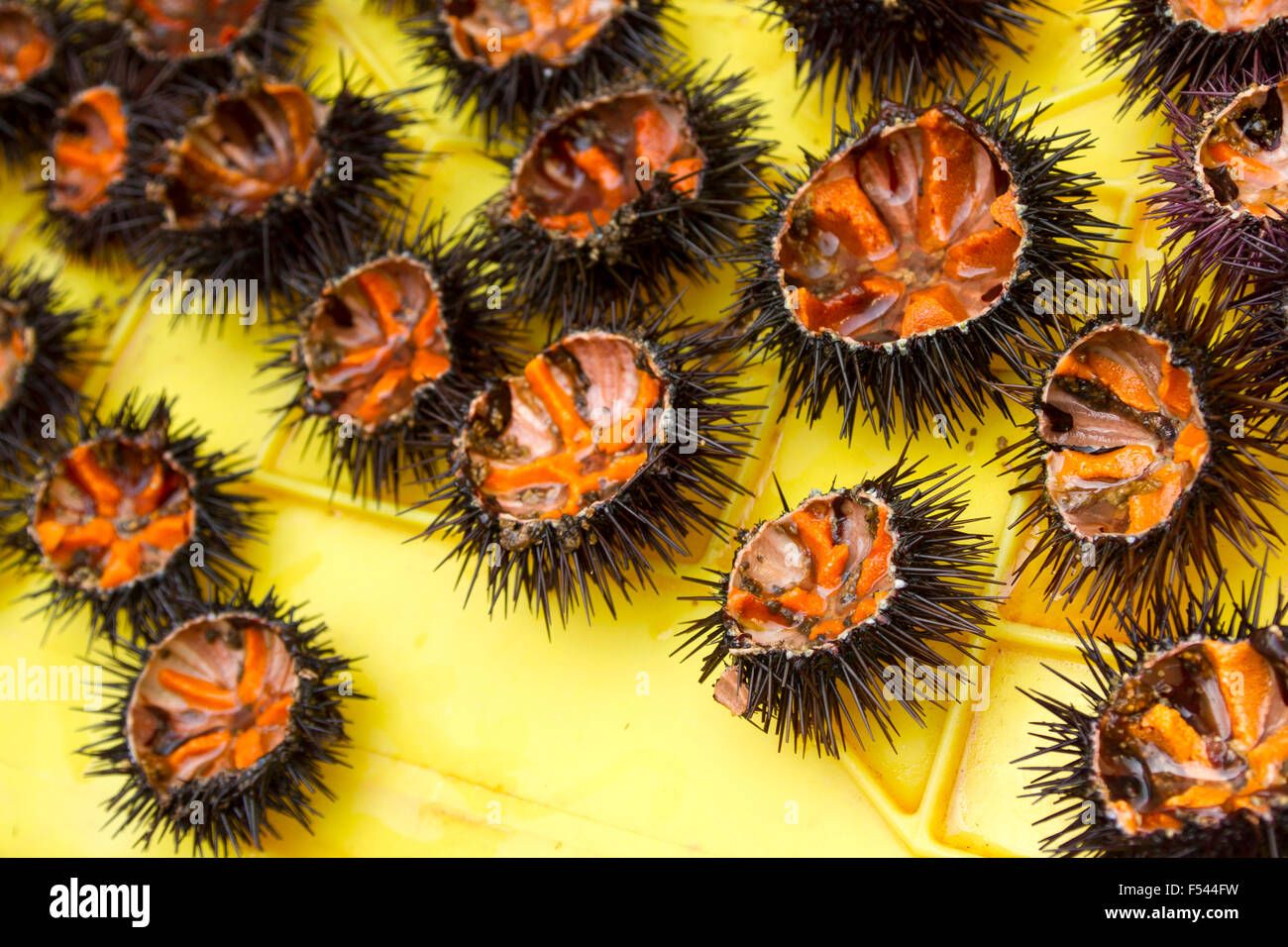 Sea urchins, delicious seafood very common and popular across the