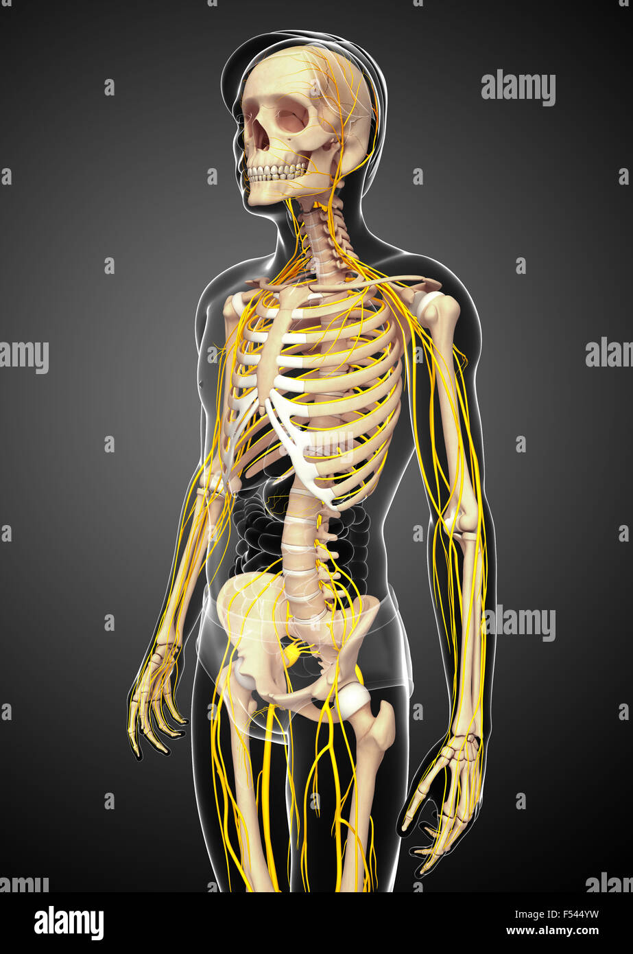 Illustration of male skeleton with nervous system Stock Photo Alamy