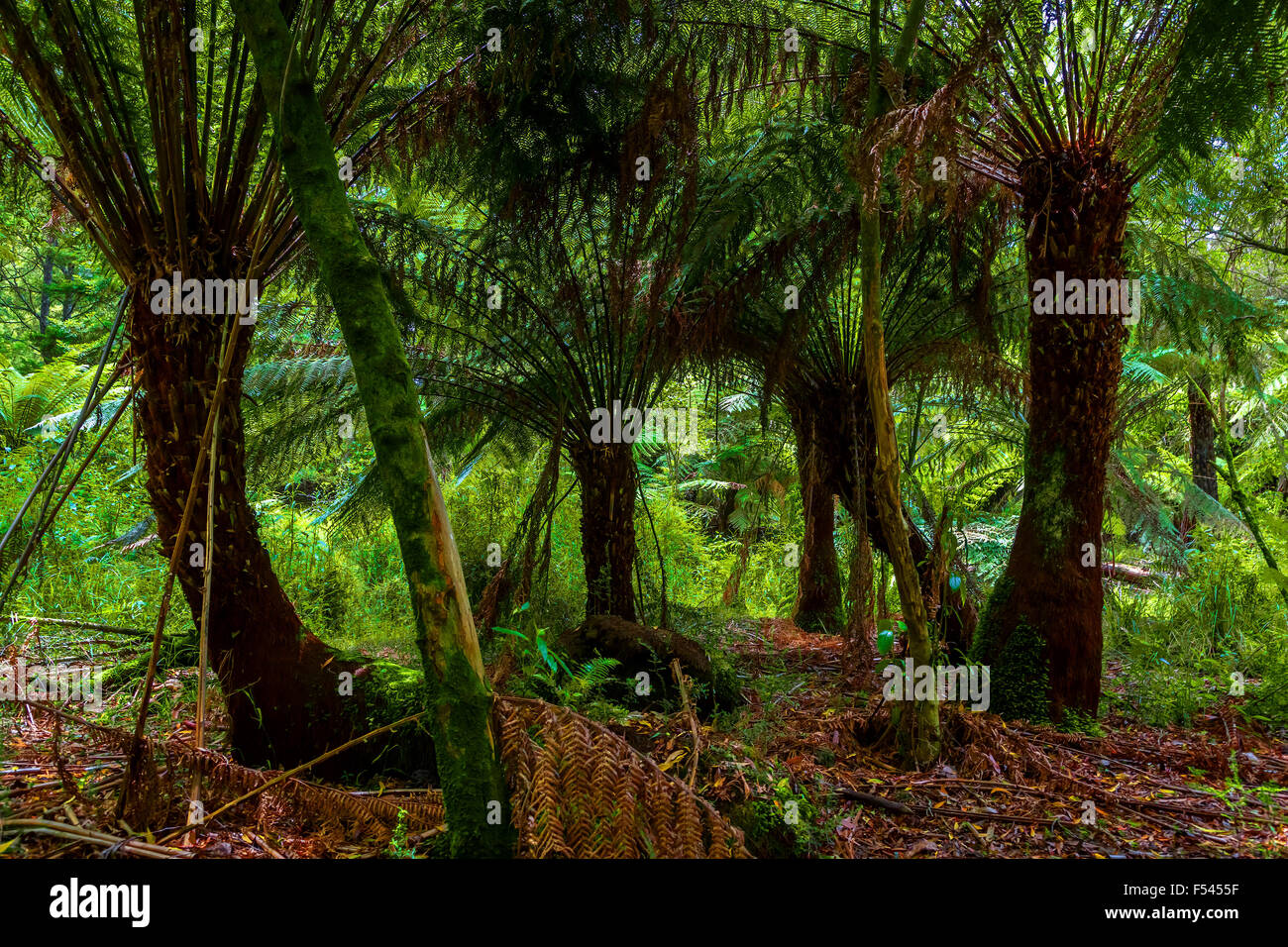 Tree Ferns in the Dandenong Ranges, Victoria, Australia. Stock Photo