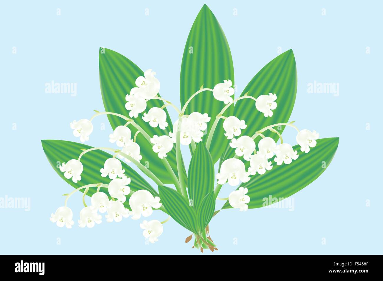 Lily of the valley water drop Stock Vector Images - Alamy