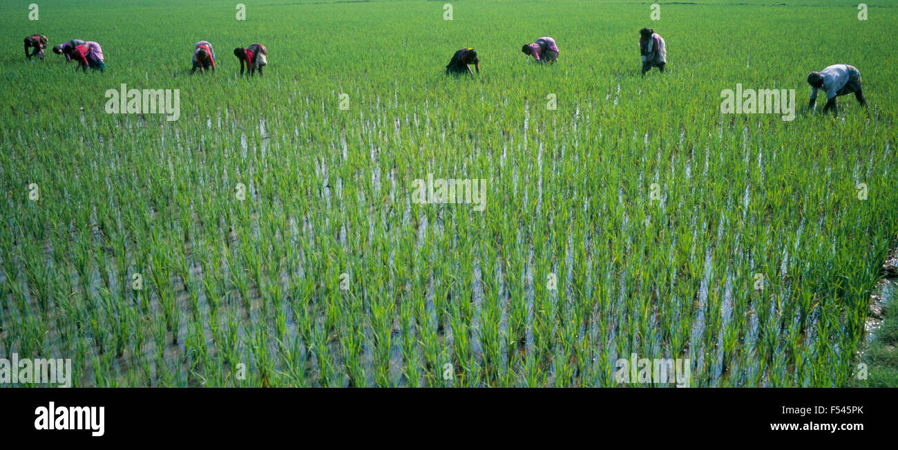 Women Picking Rice Panoramic High Resolution Stock Photography and ...