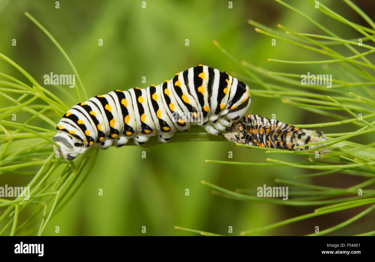 Ray skranke ven Caterpillar skin hi-res stock photography and images - Alamy