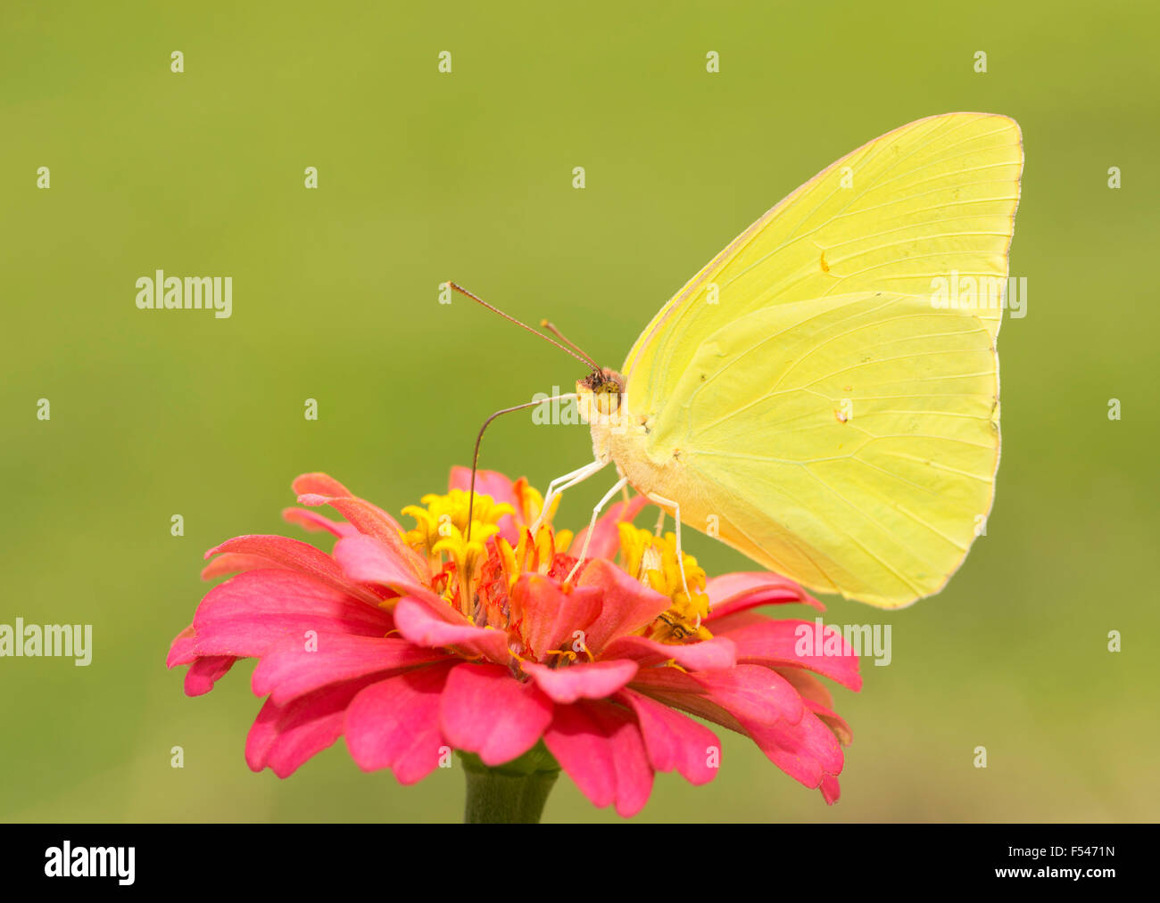 brilliantly yellow male Cloudless Sulphur butterfly feeding