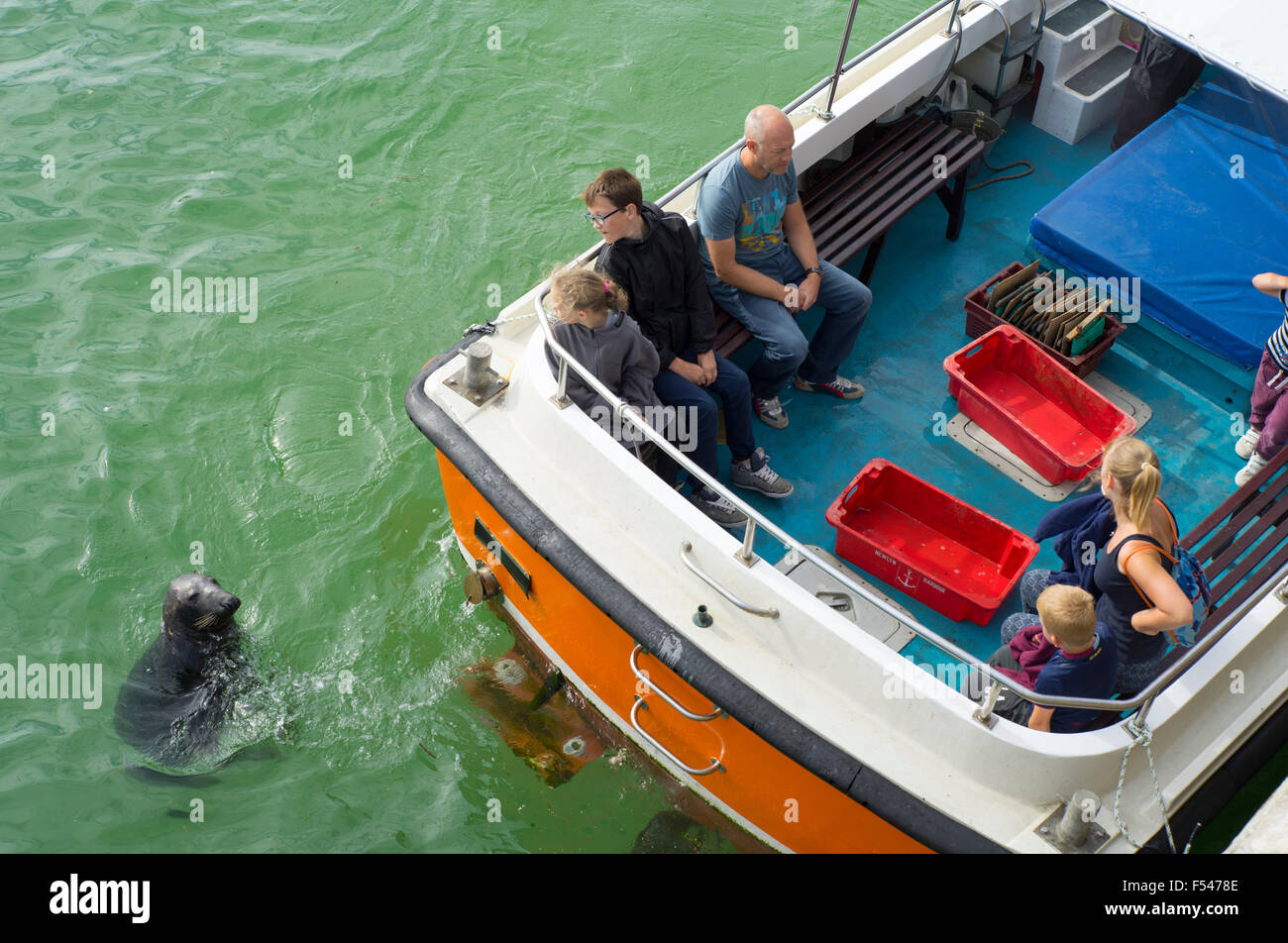 A seal close to a tourists boat in St. Ives, Cornwall England. Stock Photo