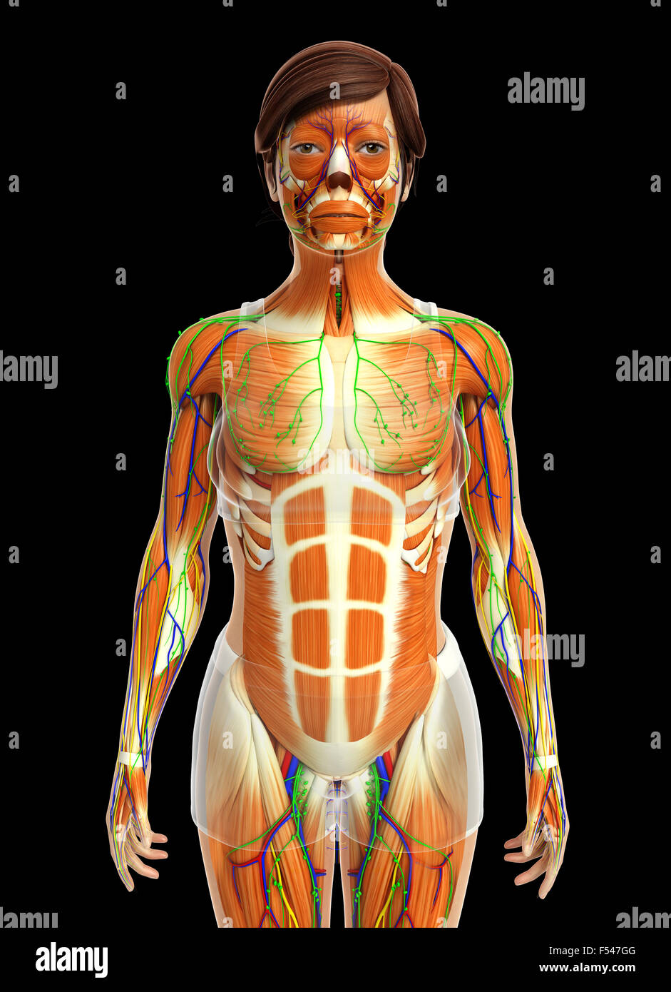 Physical Body 3d rendered illustration of human body anatomy Stock Photo - Alamy