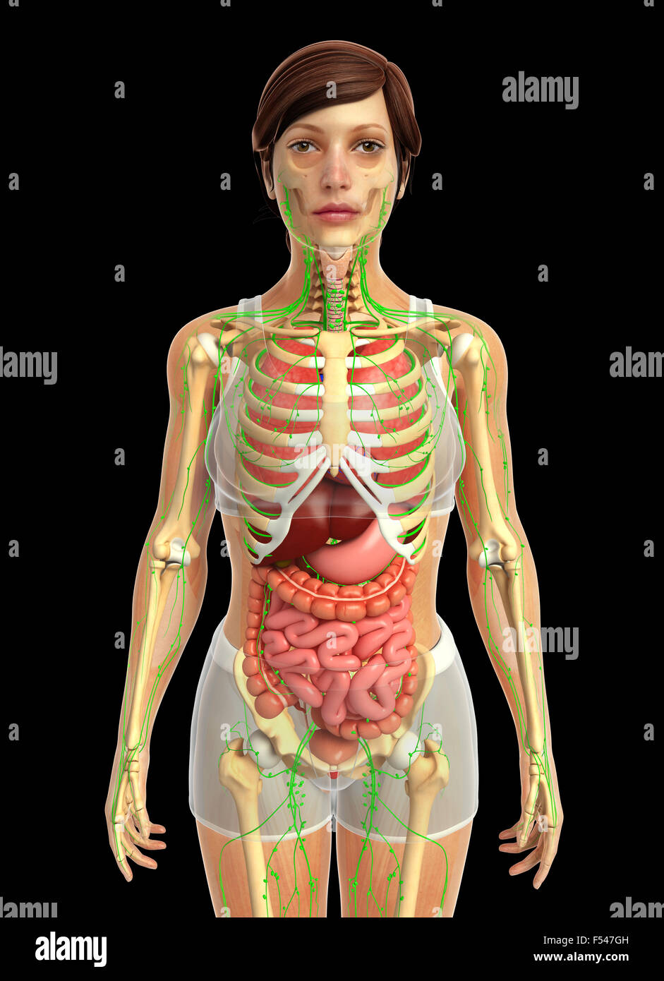 3d rendered illustration of human body anatomy Stock Photo - Alamy