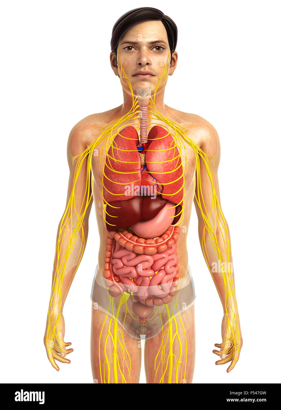 Physical Body 3d rendered illustration of human body anatomy Stock Photo - Alamy