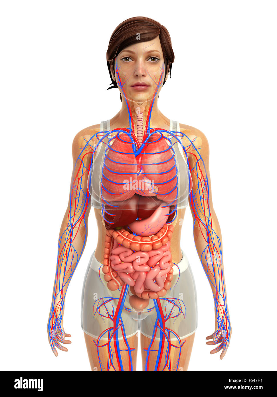 Physical Body 3d rendered illustration of human body anatomy Stock Photo - Alamy