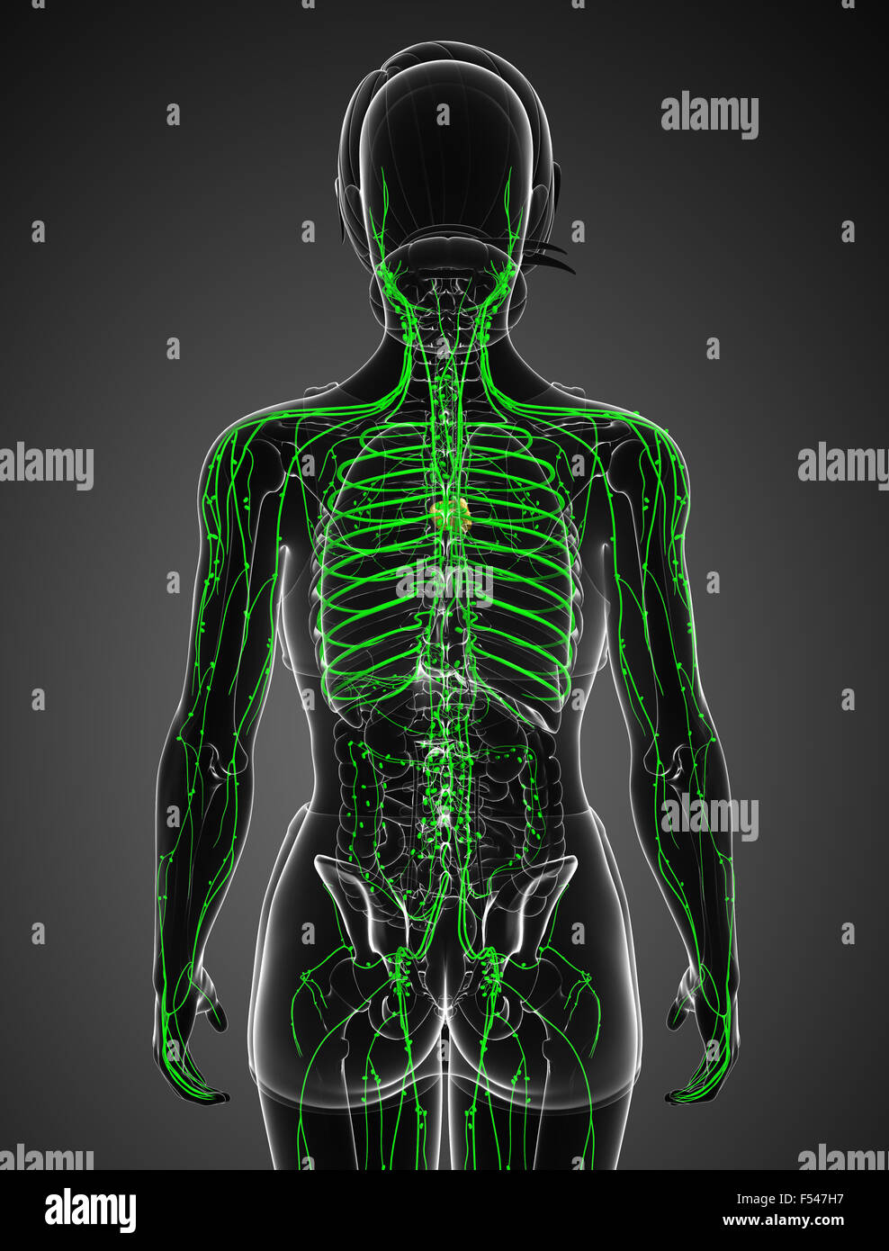 Thoracic lymph nodes hires stock photography and images Alamy
