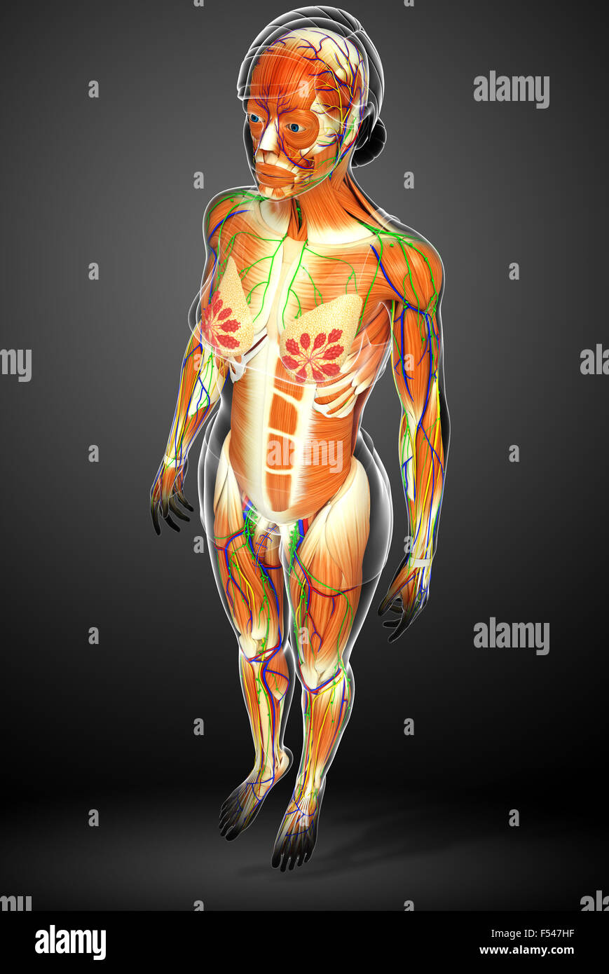 3d rendered illustration of human body anatomy Stock Photo - Alamy