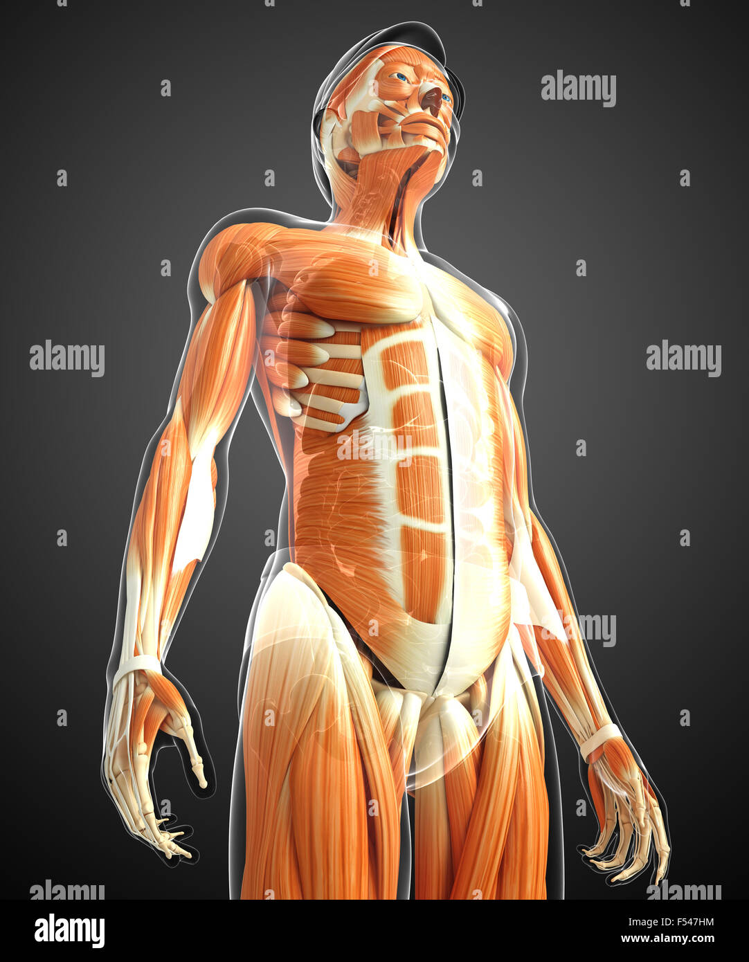 Physical Body 3d rendered illustration of human body anatomy Stock Photo - Alamy