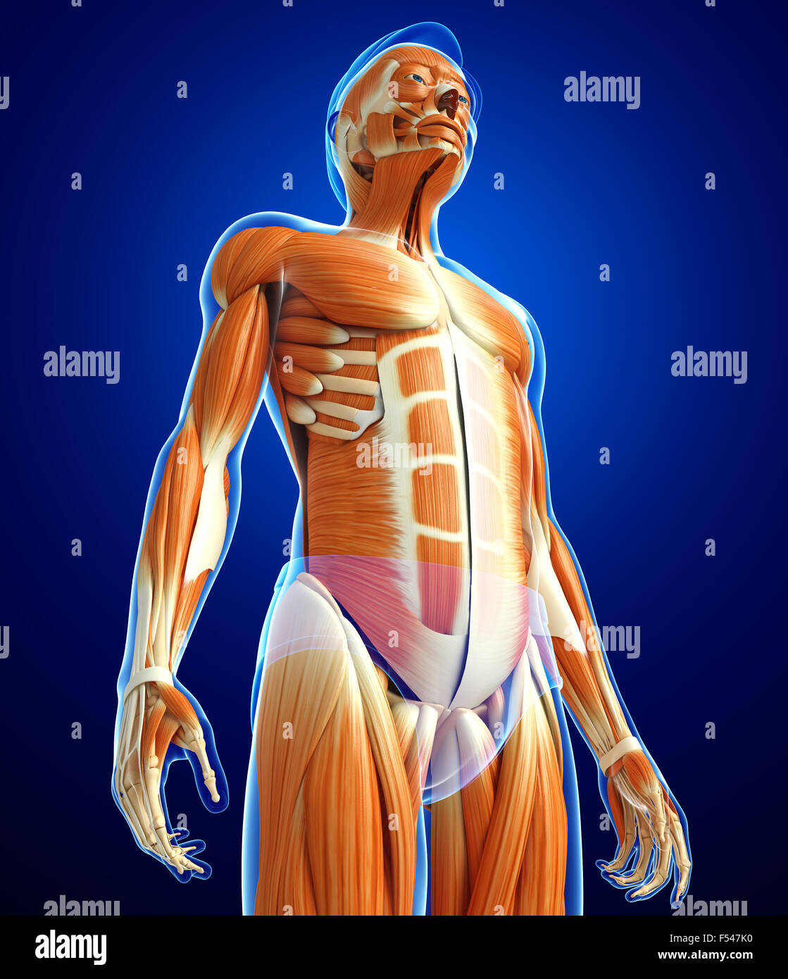 Physical Body 3d rendered illustration of human body anatomy Stock Photo - Alamy