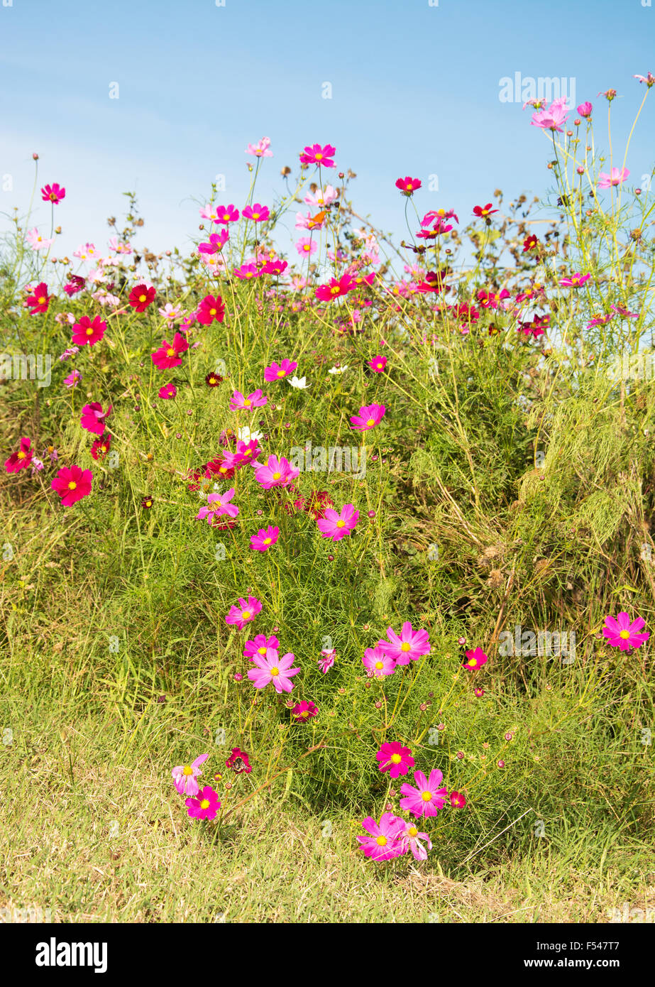 Cosmos flowers in different colors against blue autumn sky Stock Photo