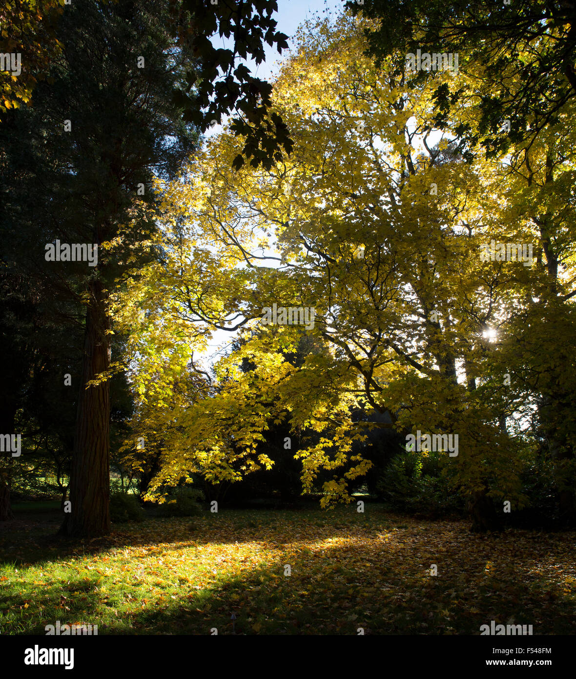 Acer cappadocicum 'Aureum' . Golden Cappadocian maple tree canopy in autumn Stock Photo