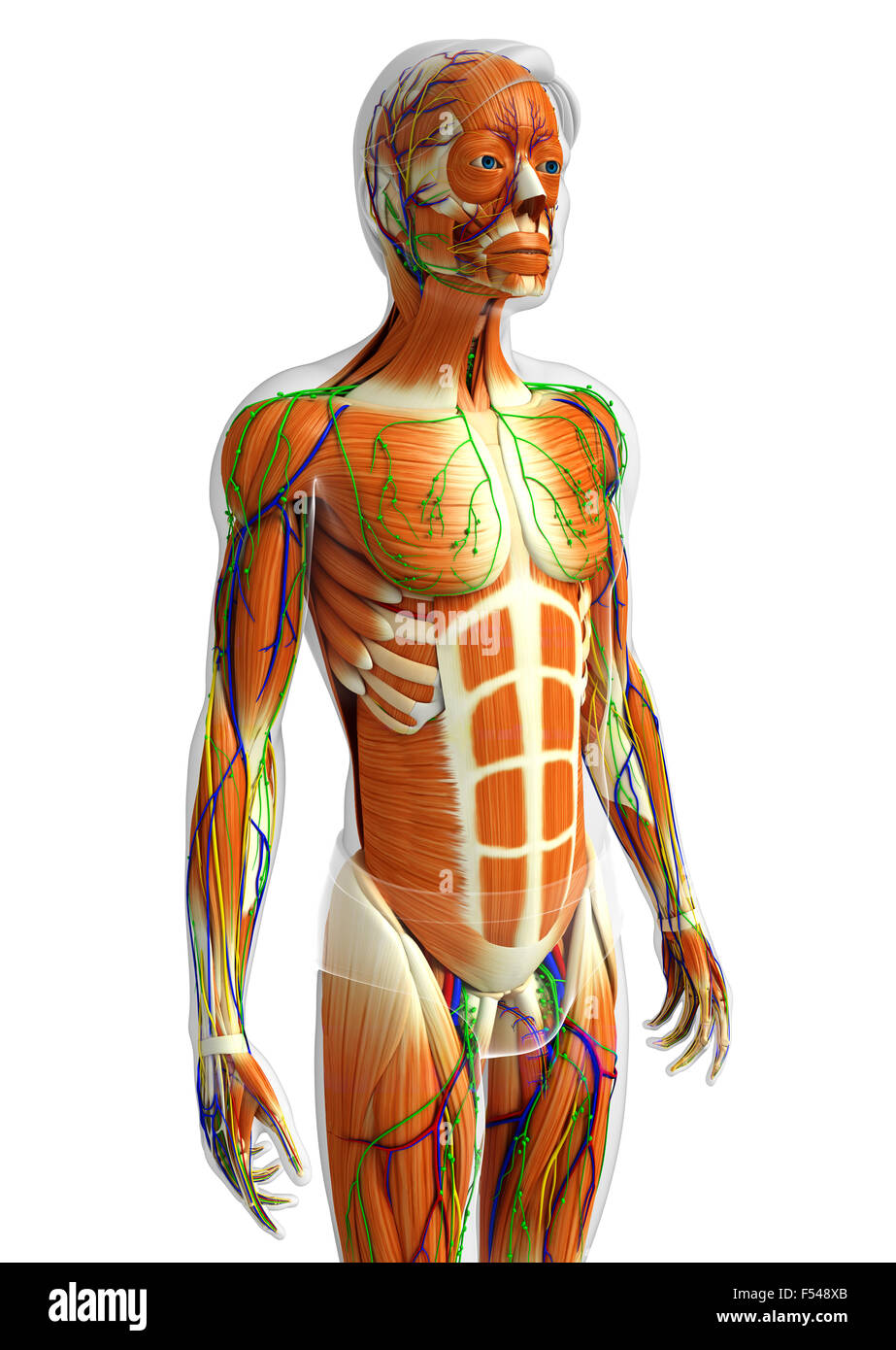 3d rendered illustration of human body anatomy Stock Photo - Alamy
