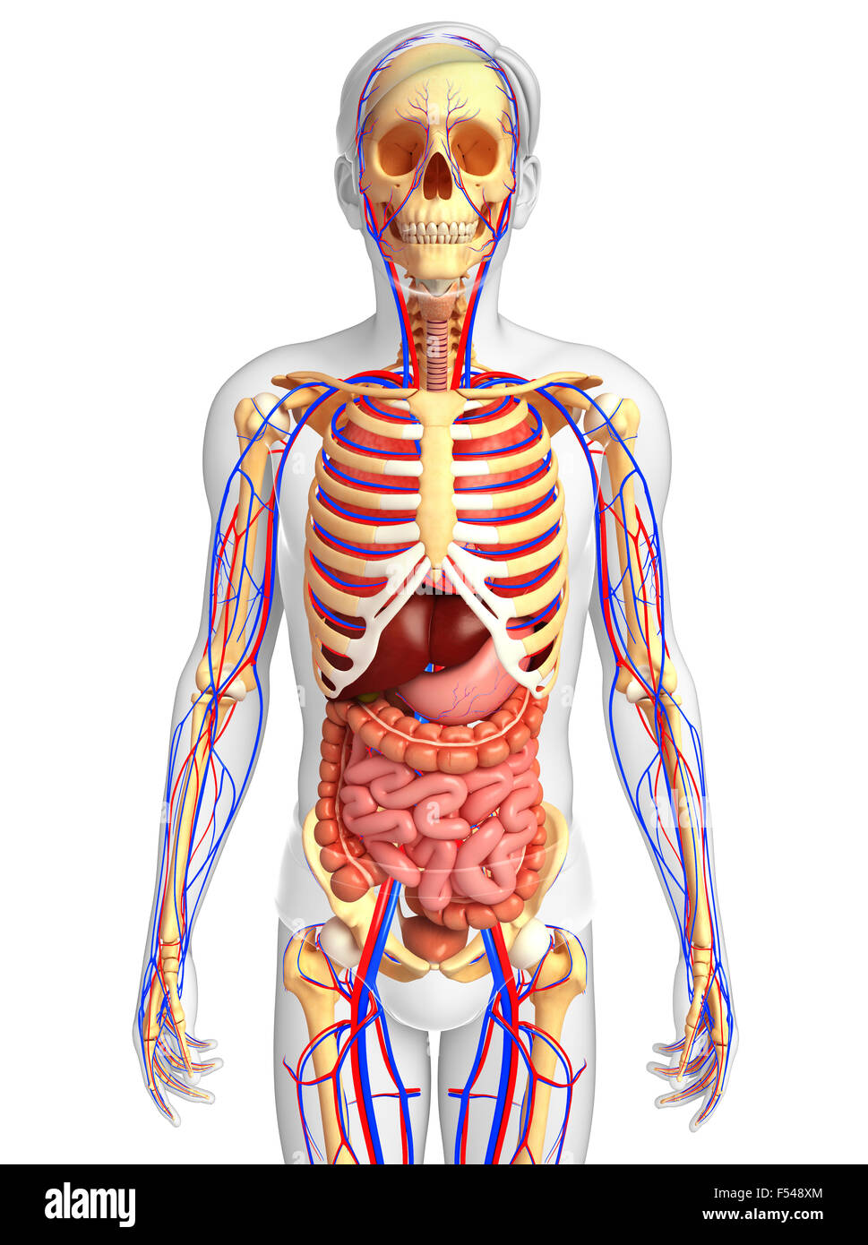 Illustration of male skeletal, digestive and circulatory system Stock ...