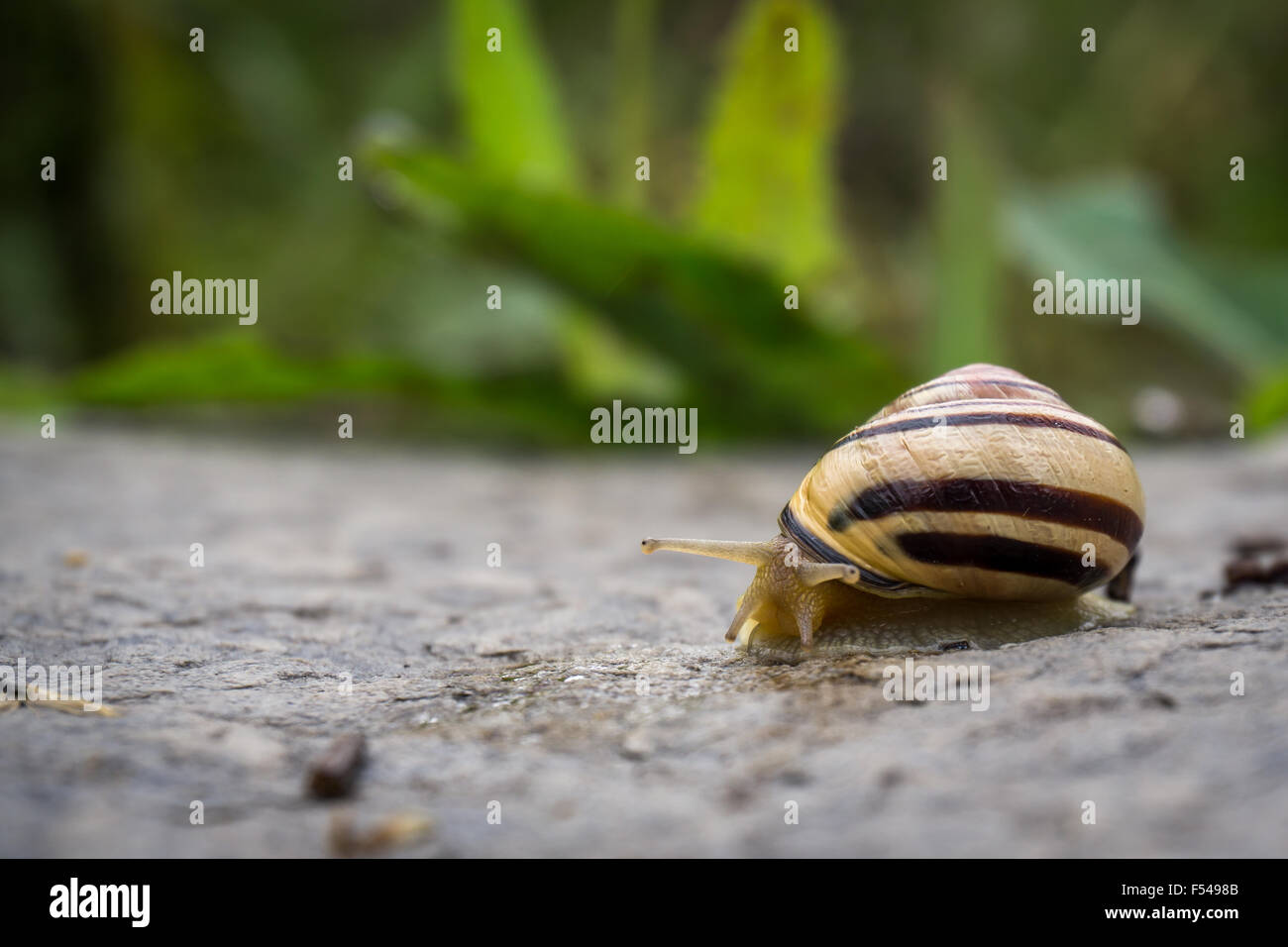 A snail with a grassy green background Stock Photo - Alamy