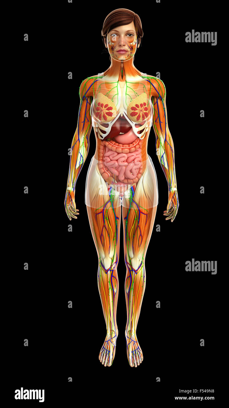 Physical Body 3d rendered illustration of human body anatomy Stock Photo - Alamy