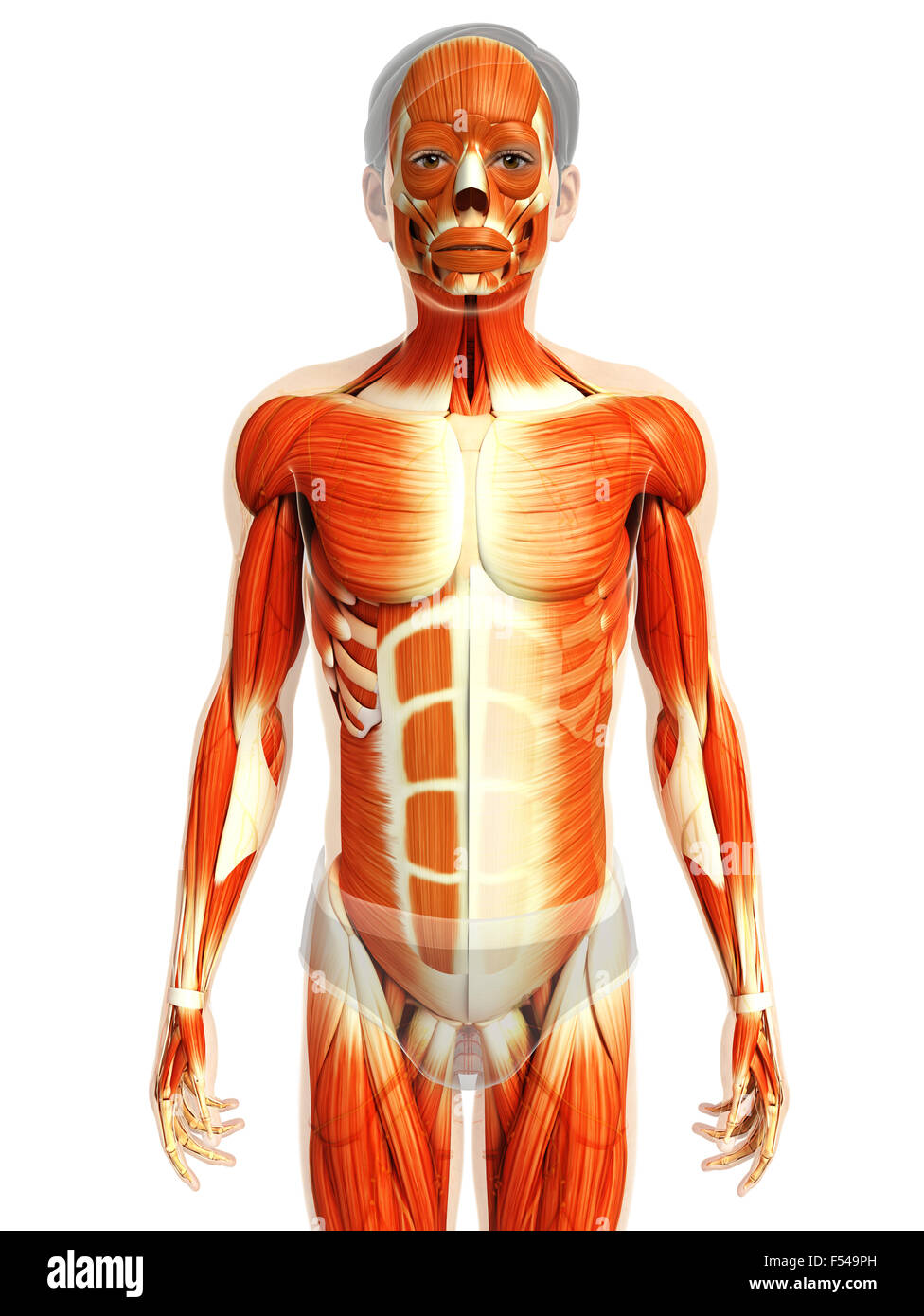 Physical Body 3d rendered illustration of human body anatomy Stock Photo - Alamy
