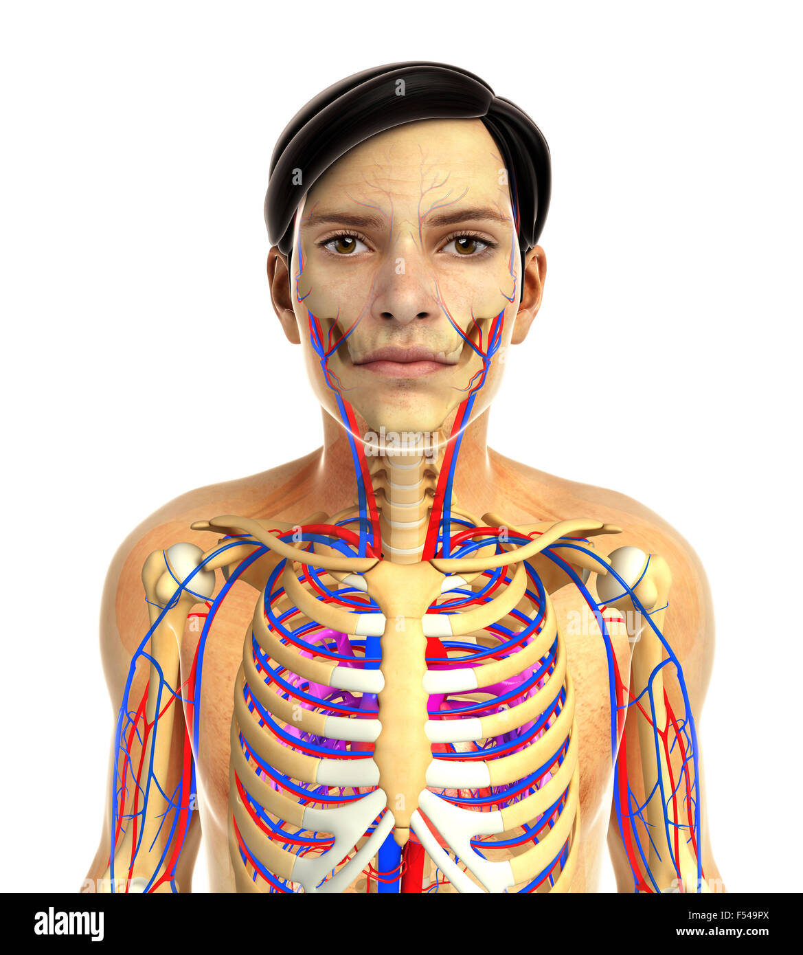 3d rendered illustration of human body anatomy Stock Photo - Alamy