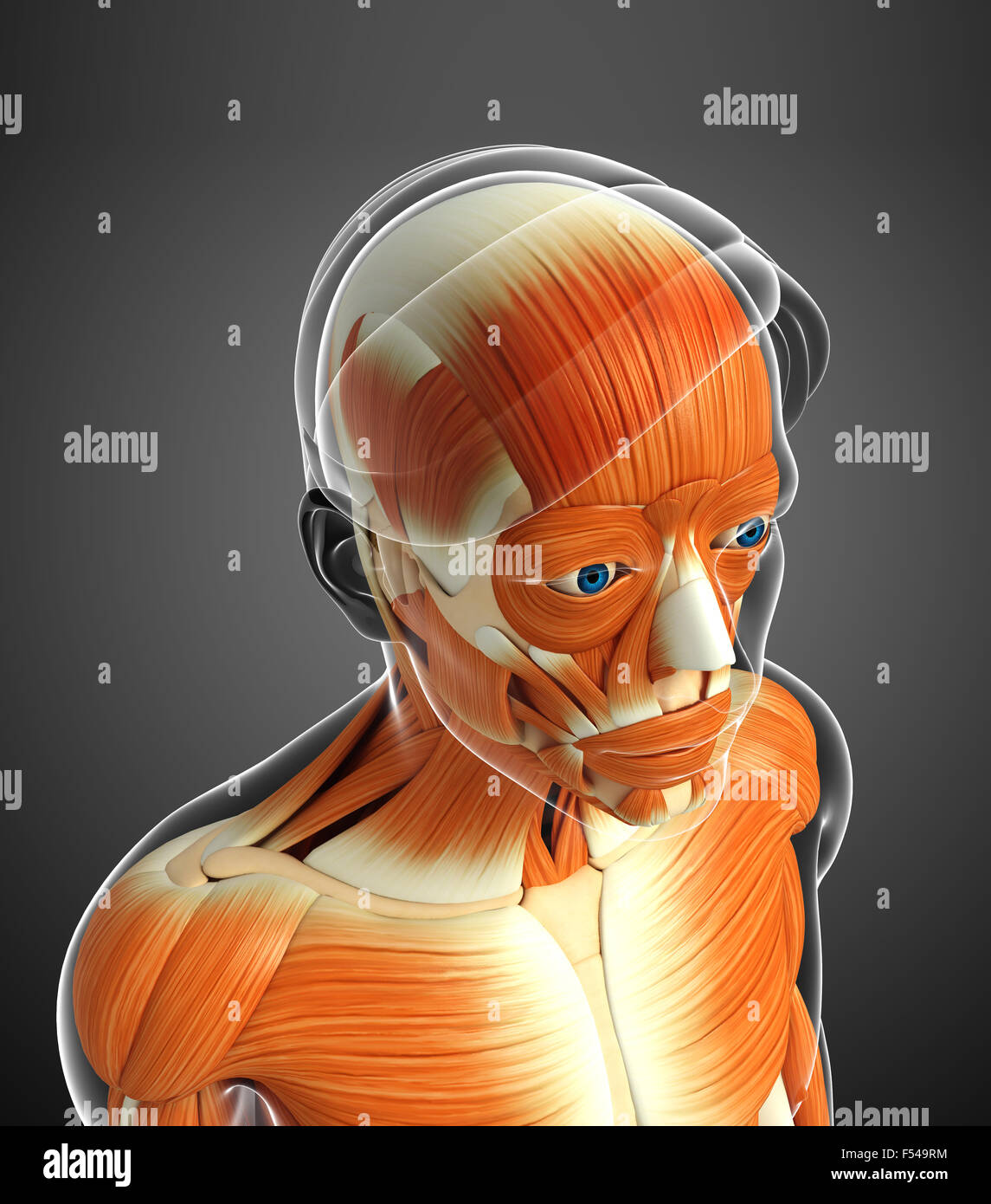 3d rendered illustration of human body anatomy Stock Photo - Alamy