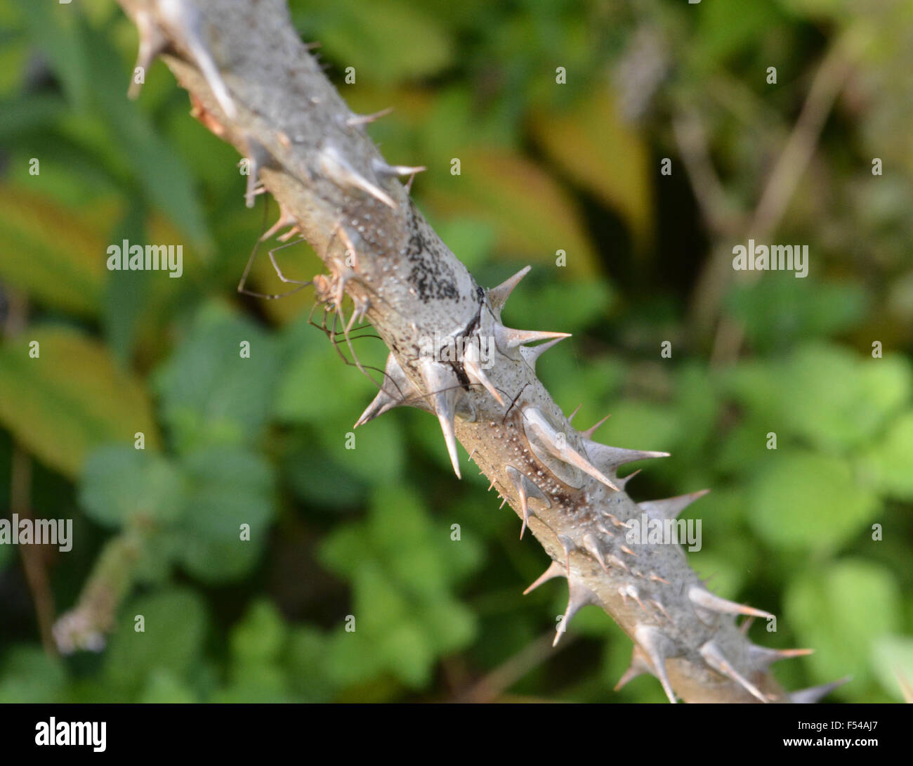 Hidden Spider Among Thornes Stock Photo Alamy hidden-spider-among-thornes-stock-photo-alamy