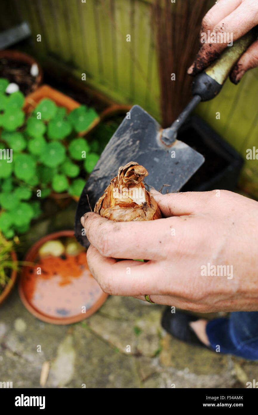 Close up of female gardener hands planting spring daffodil bulbs with a trowel Stock Photo