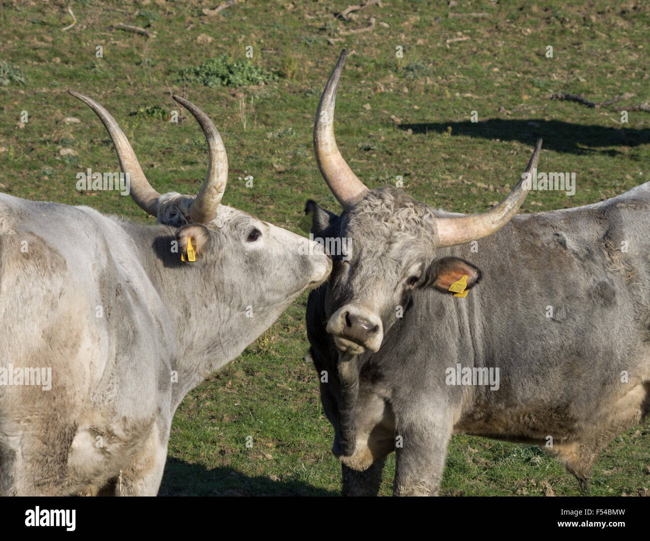 Cow seems to whisper something in the hear of her partner Stock Photo