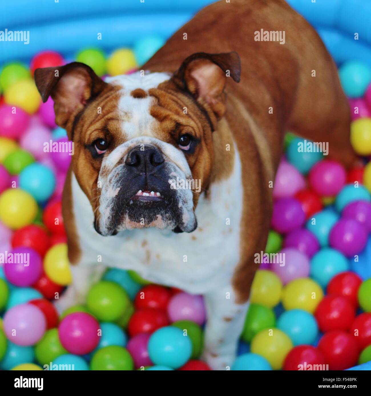 Red Bulldog in a ball pit Stock Photo