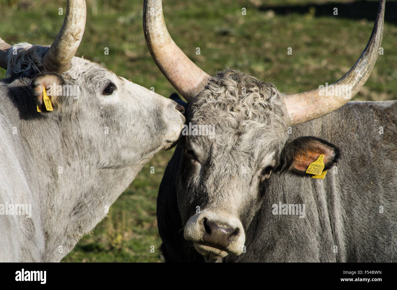 Cow seems to whisper something in the hear of her partner Stock Photo