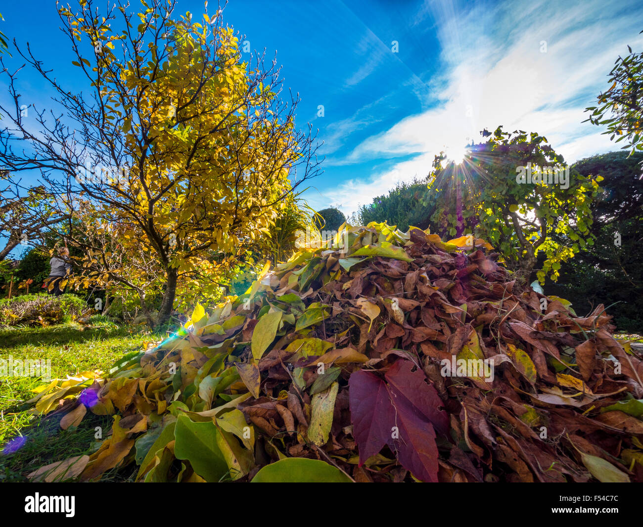 Large piles of leaves in the garden hi-res stock photography and images ...