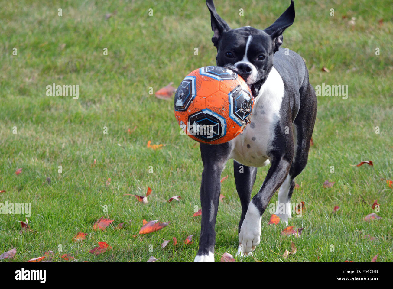 Boxer dog playing football Stock Photo Alamy