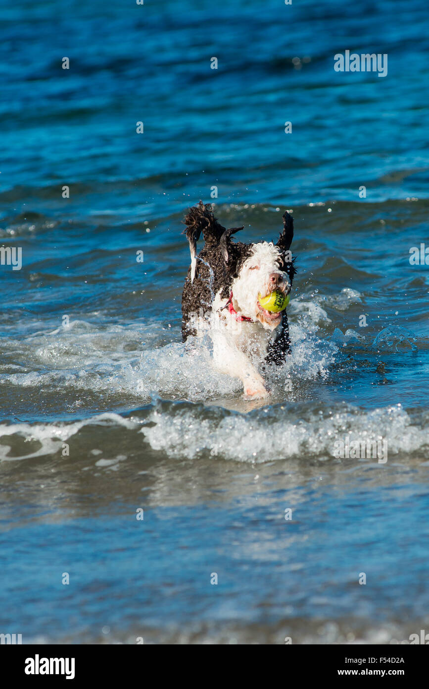 Spanish Water dog having fun on beach Stock Photo