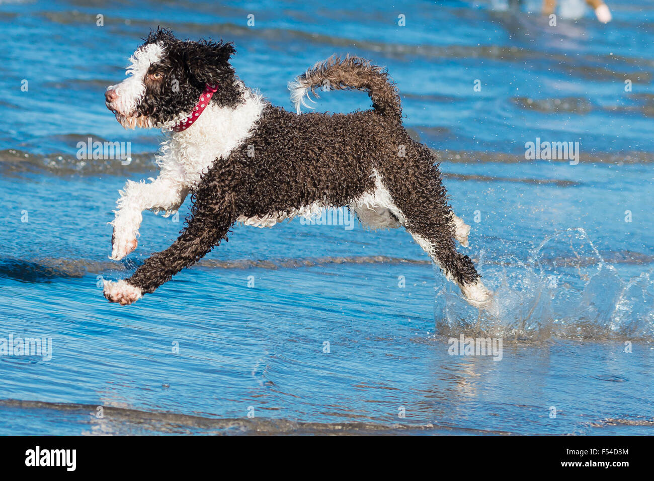 Spanish Water dog having fun on beach hopping Stock Photo Alamy