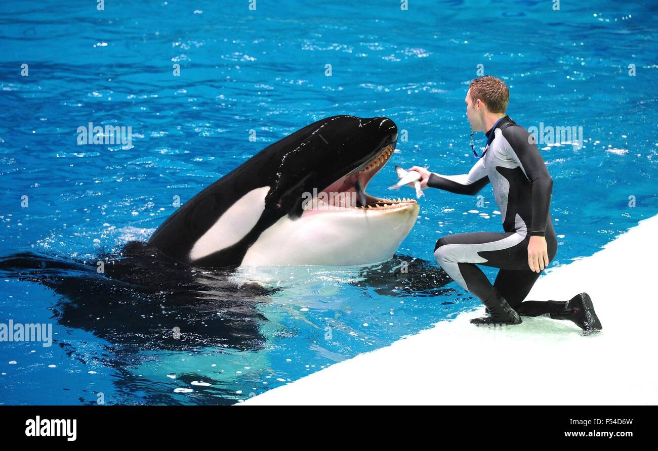 A trainer rewards a killer whale during the water show at the Moskvarium Oceanography and Marine Biology Centre August 4, 2015 in Moscow, Russia. Stock Photo