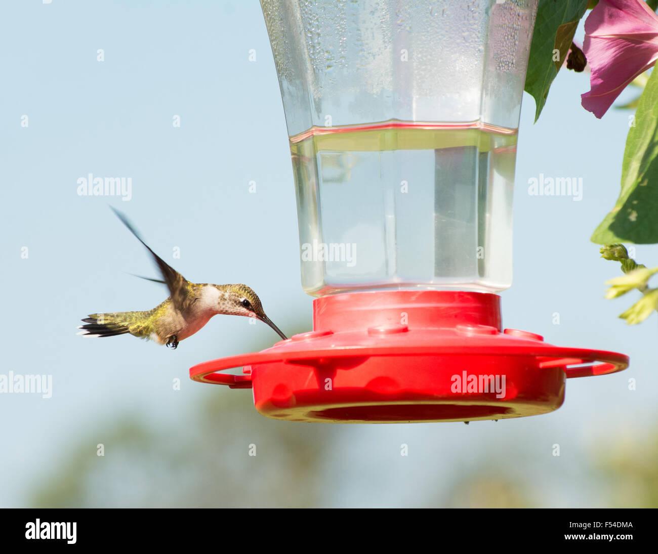 Juvenile male Ruby-throated Hummingbird eating nectar at feeder Stock Photo