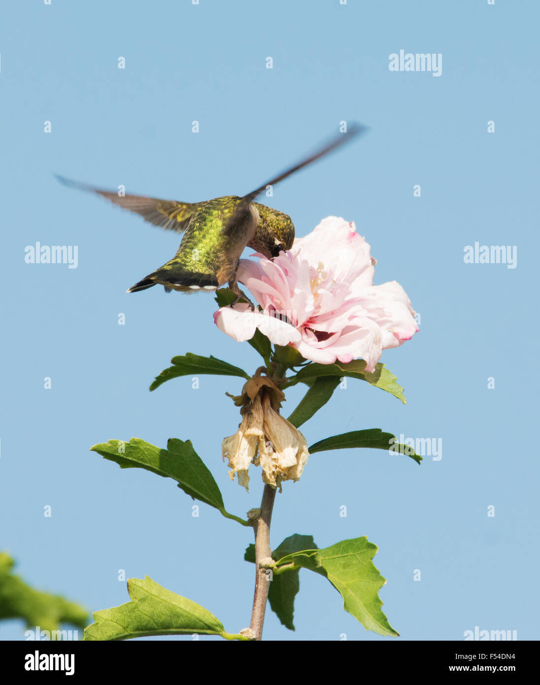 Hummingbird feeding on a light pink flower while hovering, with blue sky background Stock Photo