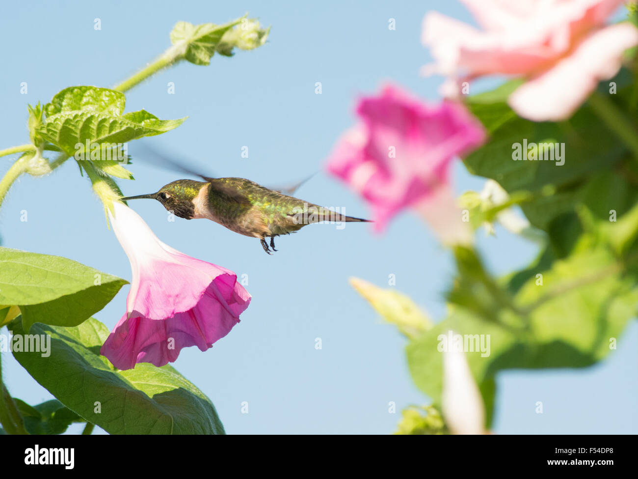 Male Hummingbird looking for nectar in a Morning Glory flower Stock Photo
