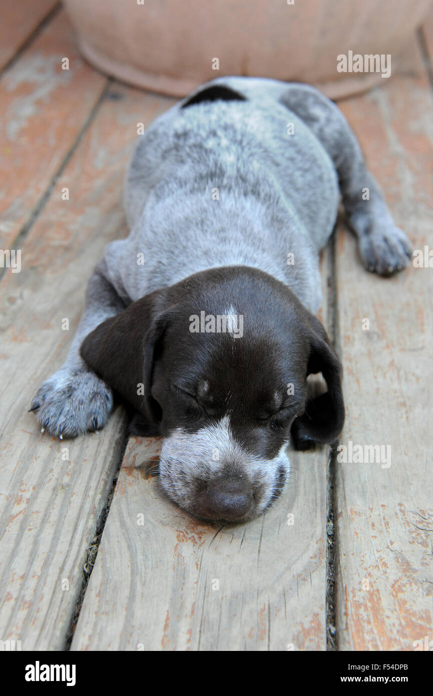 German Short Haired Pointer puppy sleeping on wooden deck Stock Photo