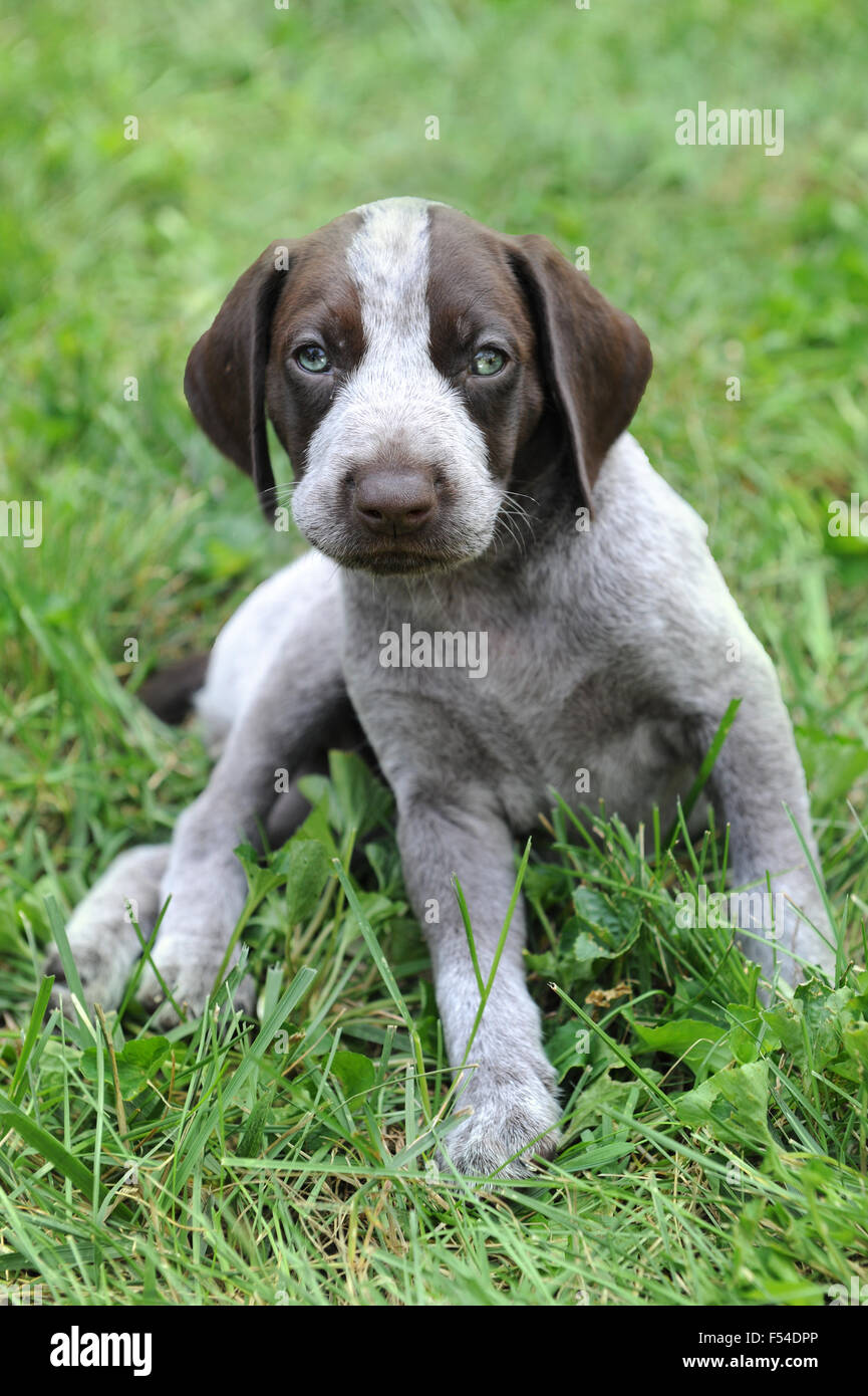 German Short Haired Pointer puppy laying on the grass Stock Photo