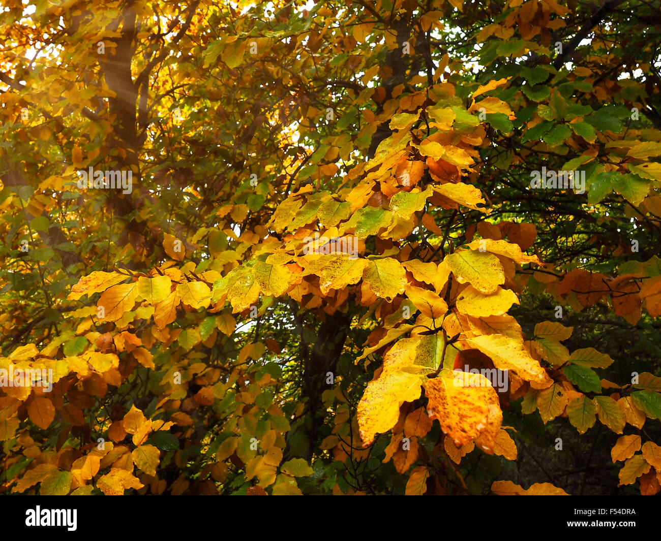sun in autumn tree Stock Photo