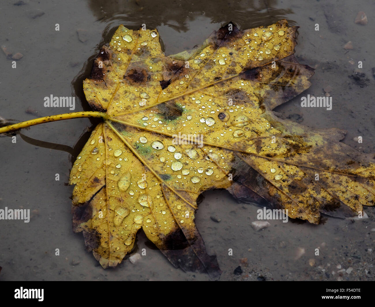 Wet yellow sad depression hi-res stock photography and images - Alamy