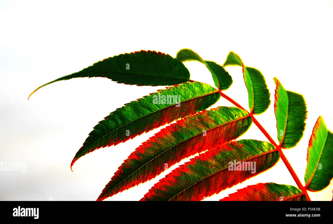 Red and white leaves hi-res stock photography and images - Alamy