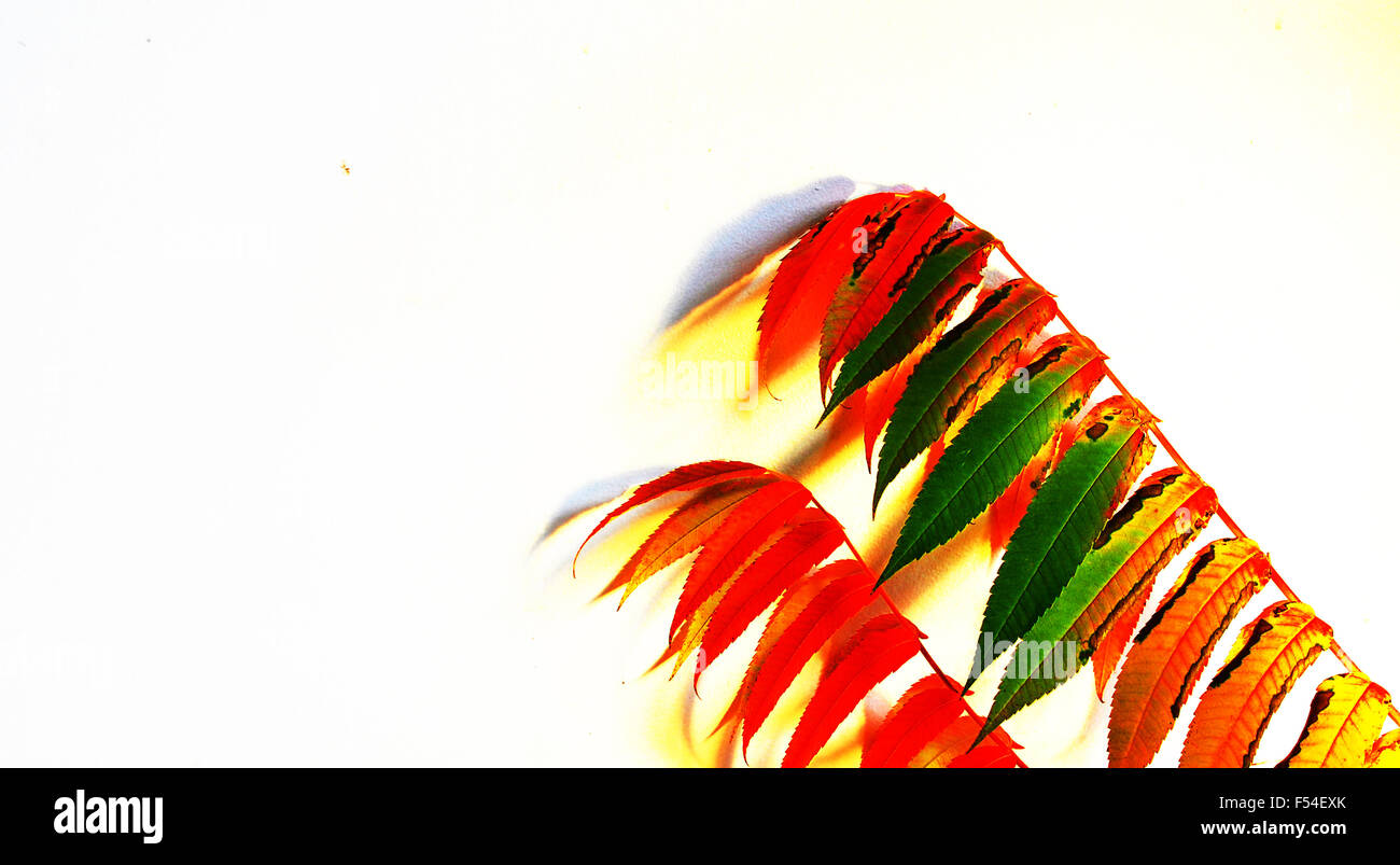 Abstract red leaves hi-res stock photography and images - Alamy