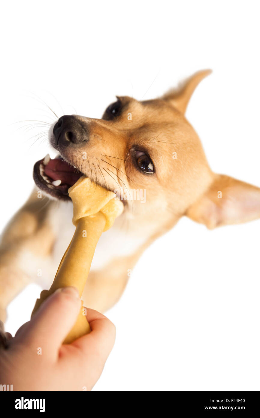 Why Does My Puppy Whine While Chewing A Bone