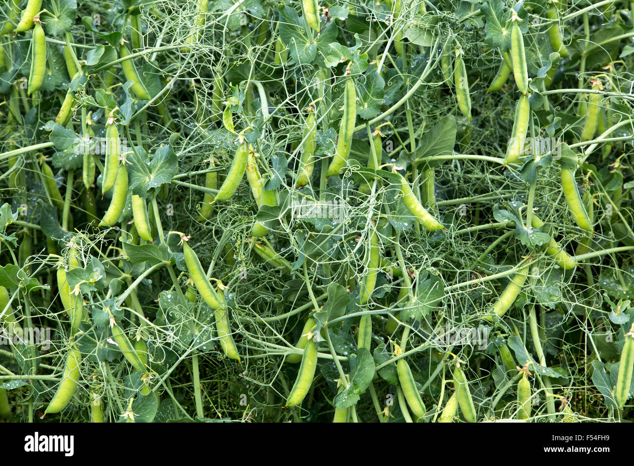 NNette Yellow field peas on vines 'Pisum sativum' growing in field. Stock Photo