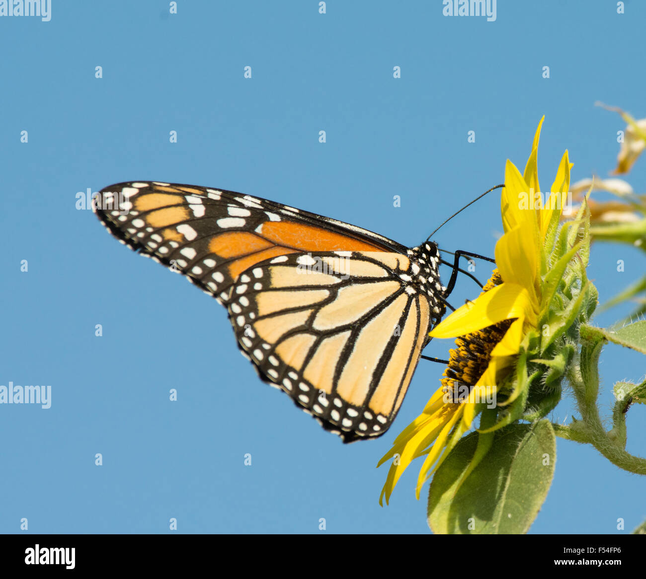 Monarch butterfly on a wild Sunflower Stock Photo - Alamy