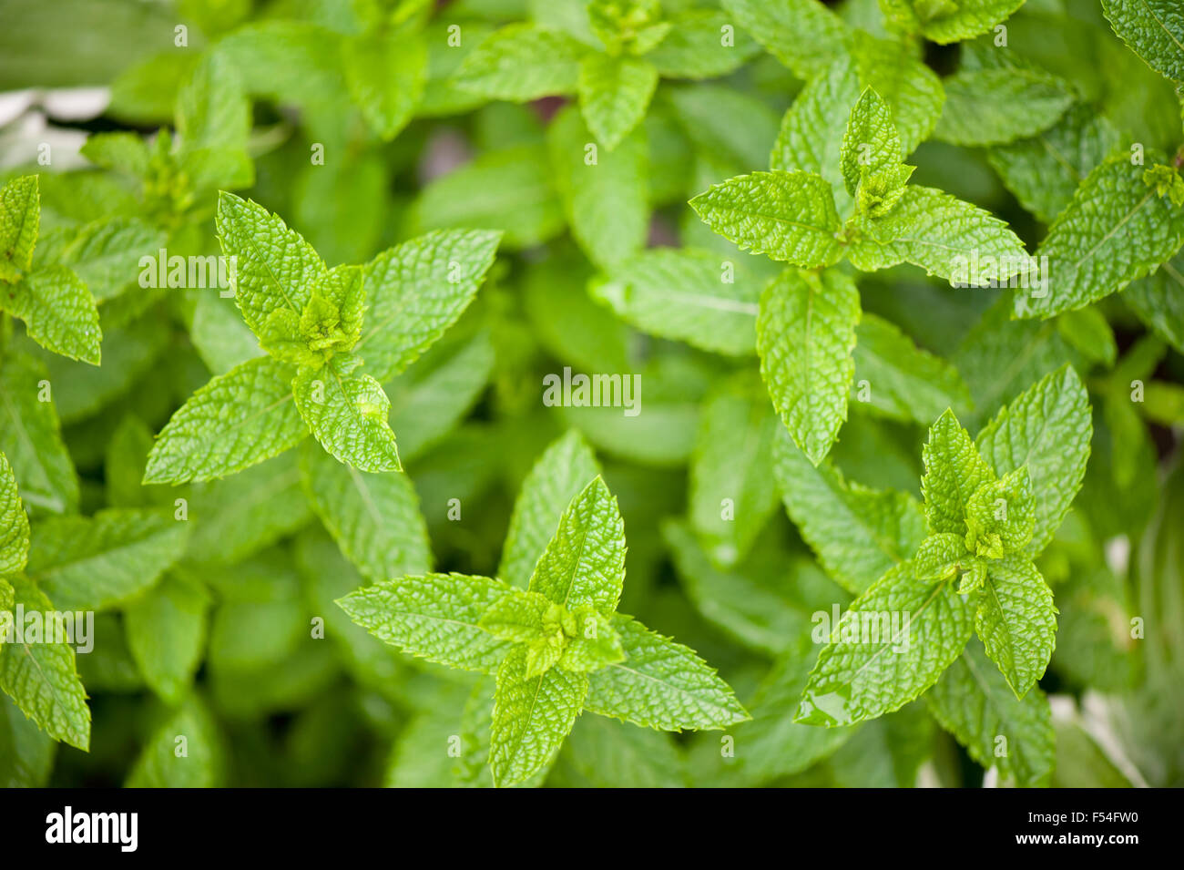 Mint medicinal herb plant foliage closeup, Mentha green fresh leaves and tops macro culinary perennial plant growing, flower ... Stock Photo