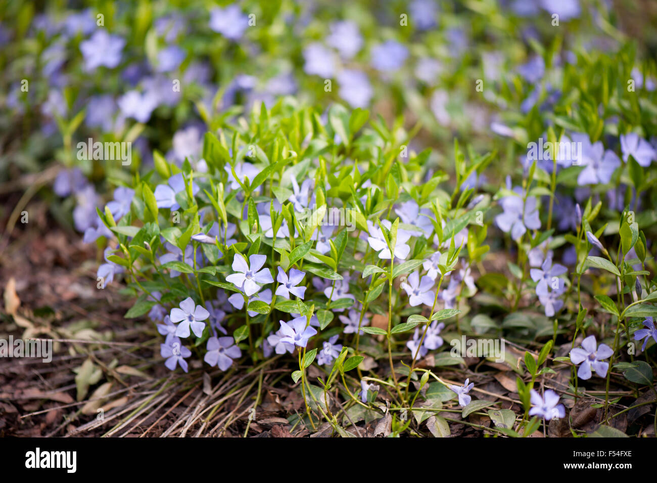 Vinca violet purple clump, flowers garden bedding, Apocynaceae family periwinkle or myrtle bright flowering plants with vibrant Stock Photo