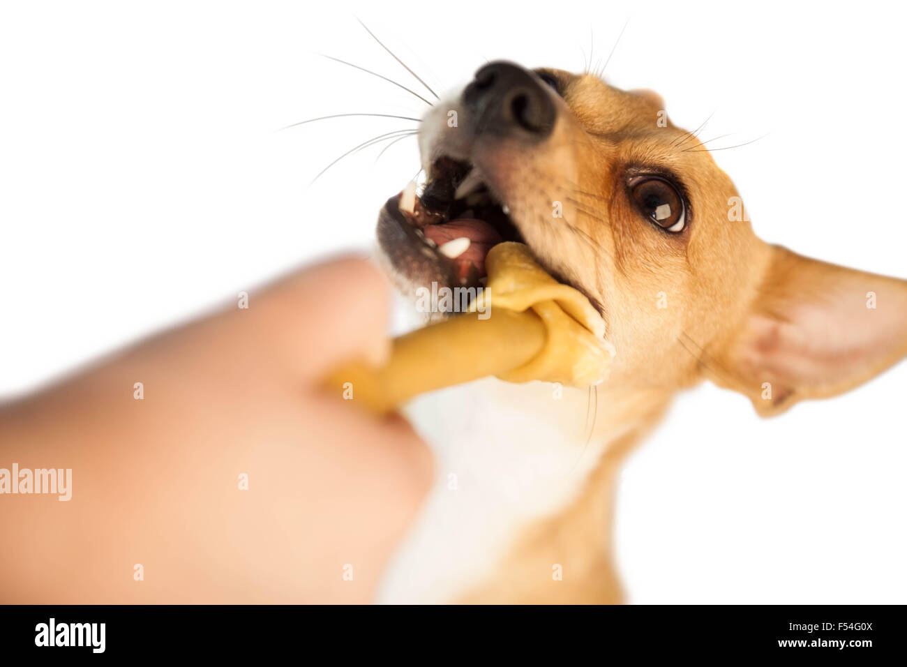 Cute dog chewing bone Stock Photo